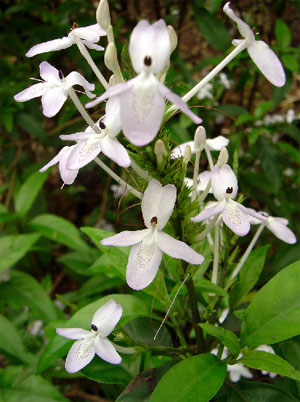 tac-dung-chua-benh-cua-cay-hoan-ngoc-1