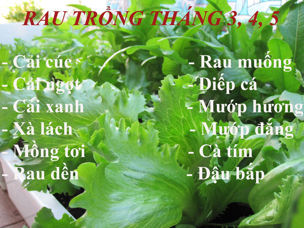 trồng rau