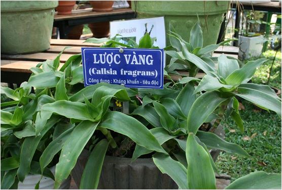 luoc-vang