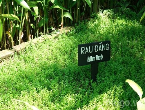 rau-dang-1