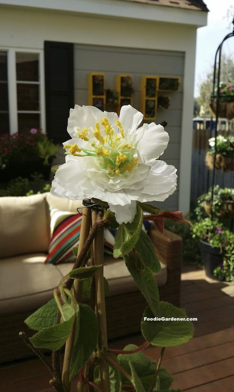 1437037780-male-kiwi-flower-on-kiwi-vine-with-stamen-filled-with-pollen-foodie-gardener