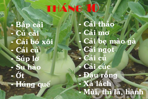 rau-thang-10