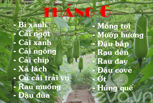 rau-thang-6