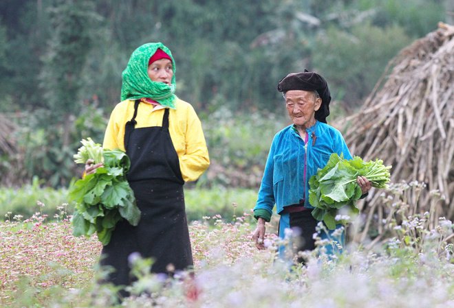 lễ hội tam giác mạch là một trong những lễ hội lớn trong năm ở Hà Giang