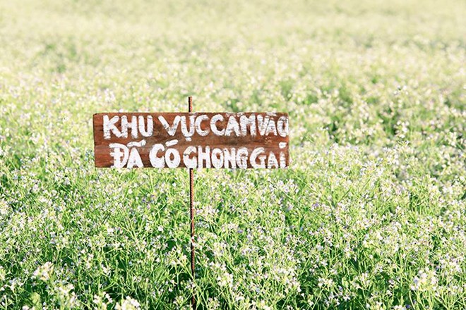 nét đẹp của vườn hoa tam giác mạch