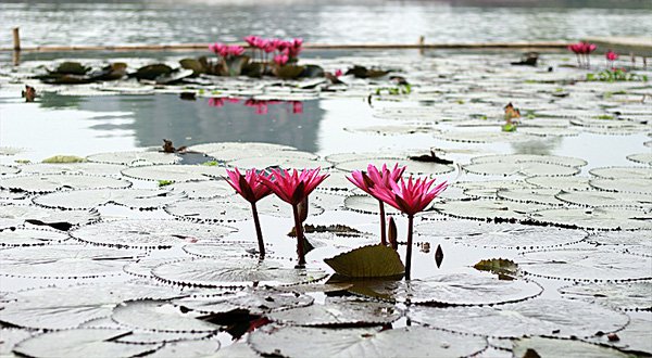 những bông hoa súng tuyệt đẹp