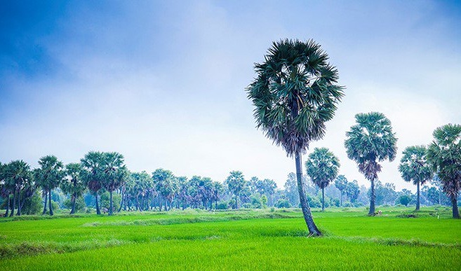 những hàng cây thốt nốt đem tới vẻ huyền bí cho Châu Đốc