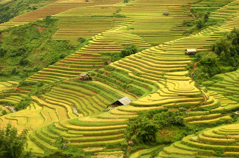 ruộng bậc thang ở Tây Bắc