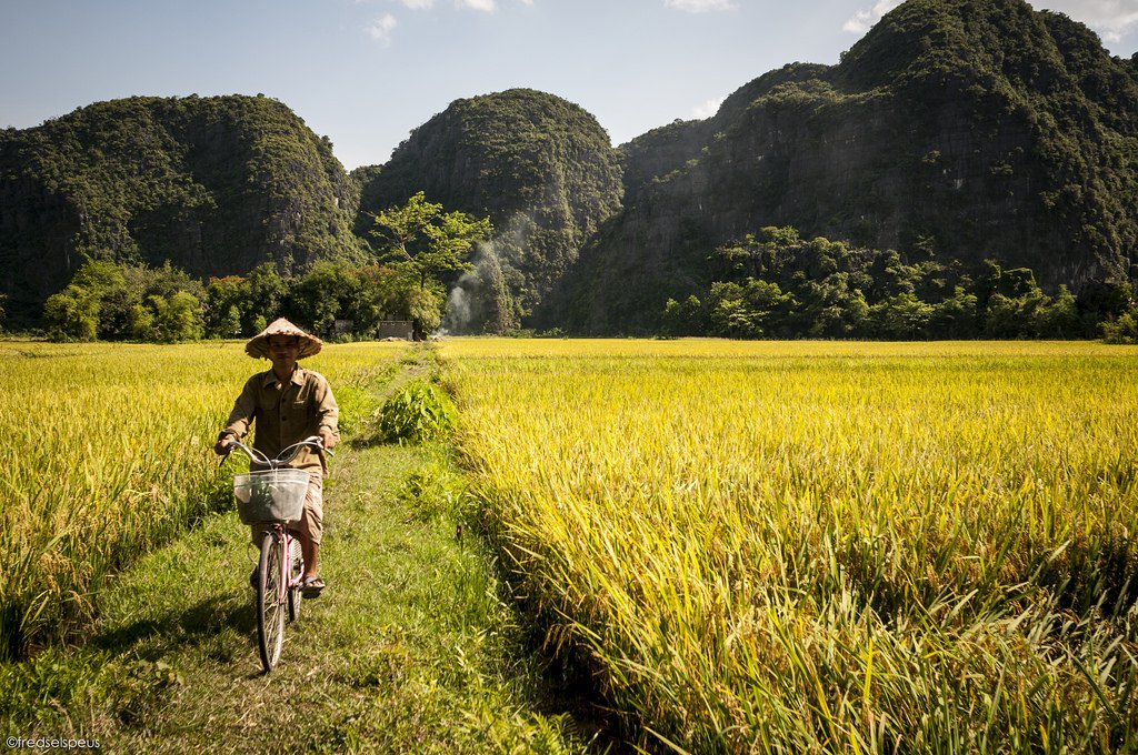 Tam Cốc-Ninh Bình mùa lúa chín