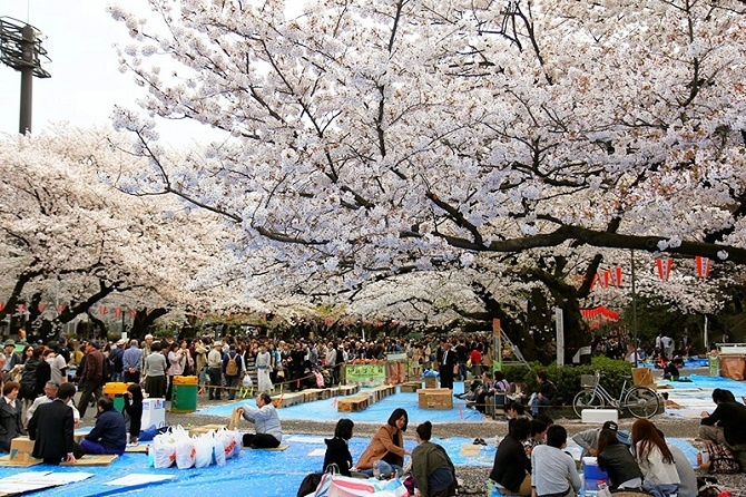 Lễ hội hoa anh đào Hanami ở Nhật Bản