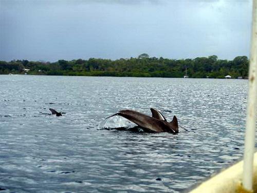 bocas-del-toro-thien-duong-o-panama-4