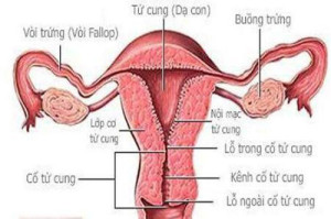 cac-loai-thuc-pham-tot-nhat-cho-buong-trung-1