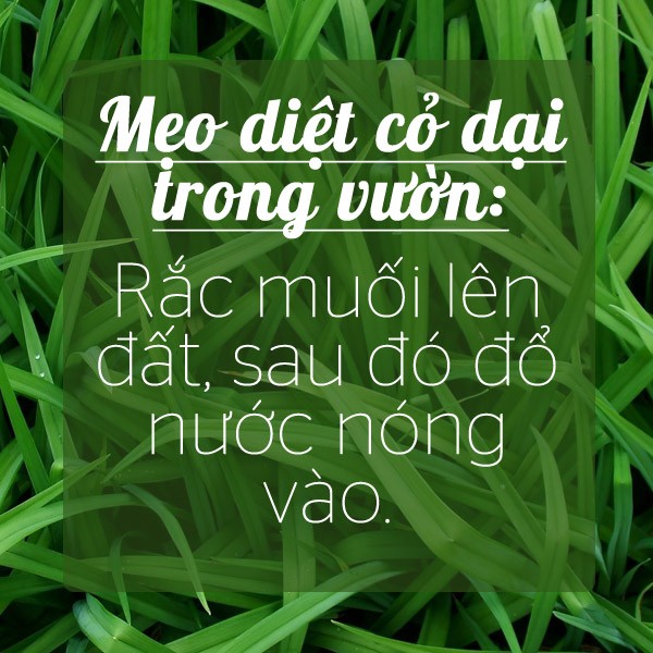 cac-meo-gia-dinh-tien-dung-voi-muoi-5