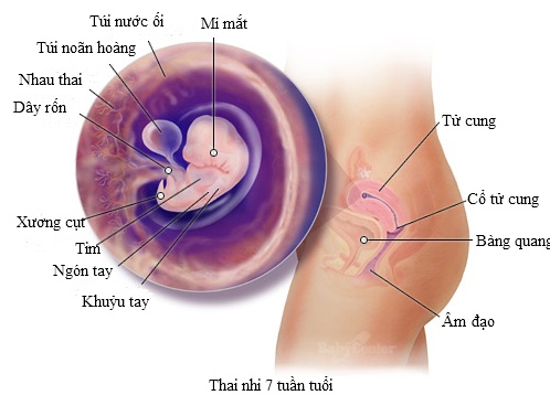 cach-tinh-ngay-du-sinh-1