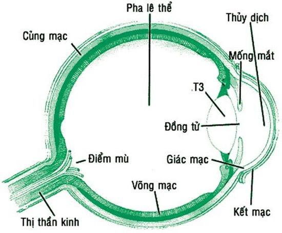 cach-xu-ly-khi-bi-dau-mat-1