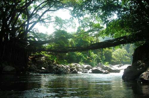 cay-cau-song-o-song-thieng-indonesia-1