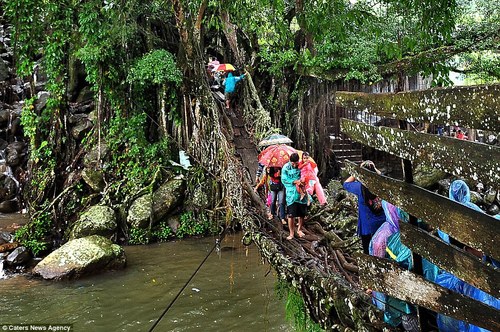 cay-cau-song-o-song-thieng-indonesia-2