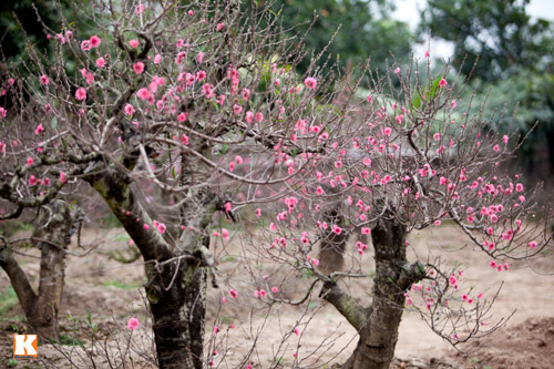 dao-nhat-tan-khoe-sac-don-xuan-ve-9