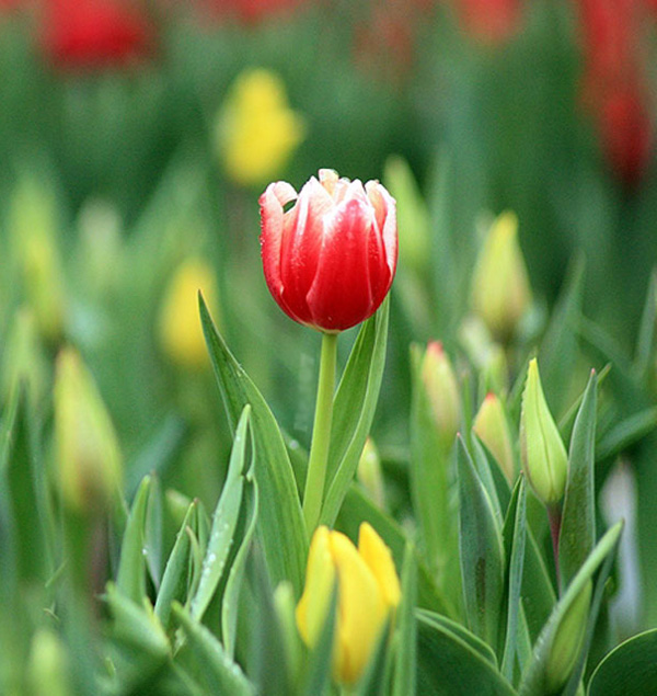 den-ha-lan-ngam-hoa-tulip-khoe-sac-ruc-ro-11