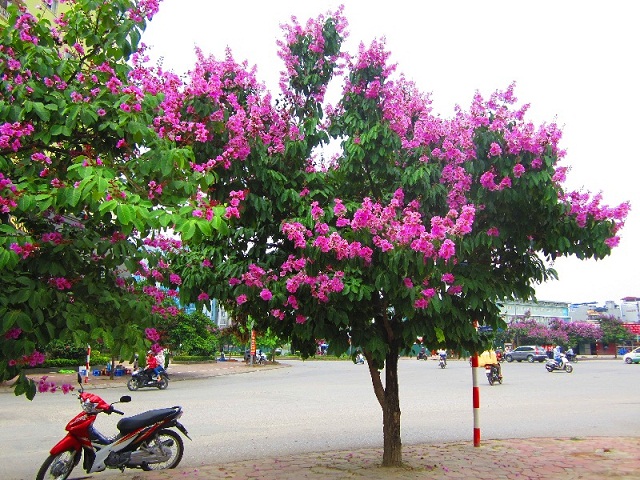 den-ha-noi-ngam-sac-tim-bang-lang-1