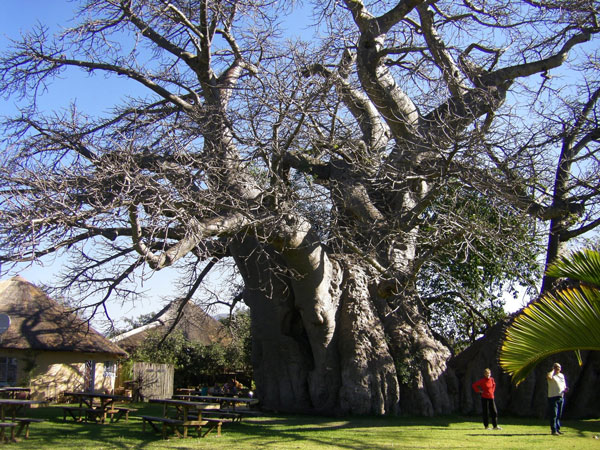 doc-dao-sunland-baobab-nam-phi-1