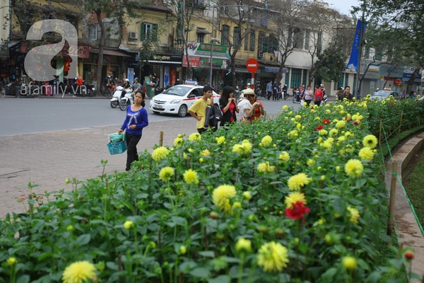 ha-noi-thanh-vuon-hoa-khong-lo-ngay-giap-tet-27