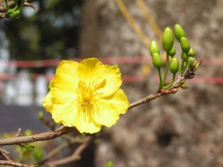 hinh-nen-tet-dep-voi-canh-hoa-dao-hoa-mai-19