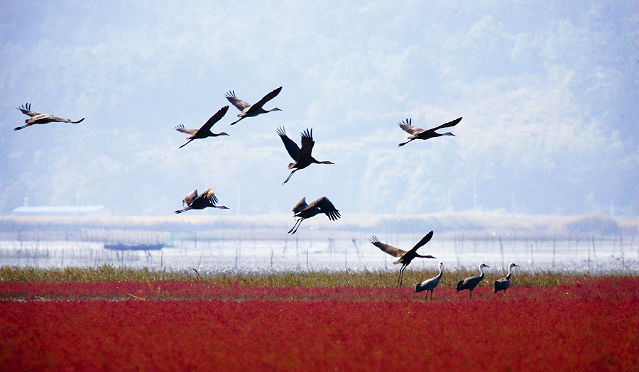 huyen-dieu-vinh-suncheon-3