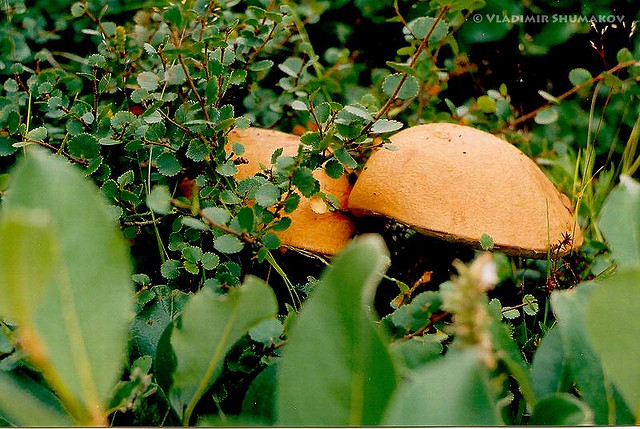 kamchatka-dep-va-day-thach-thuc-11