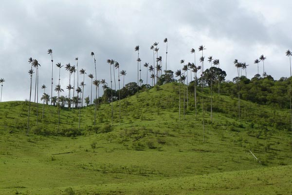 lac-buoc-thung-lung-co-xanh-cao-vut-10