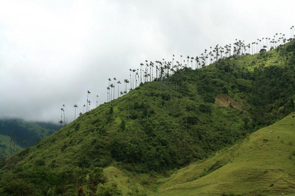 lac-buoc-thung-lung-co-xanh-cao-vut-7