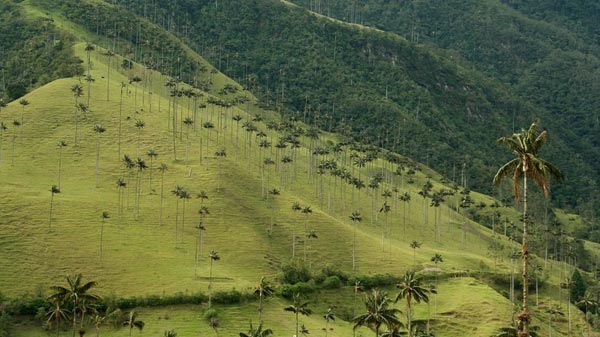 lac-buoc-thung-lung-co-xanh-cao-vut-9