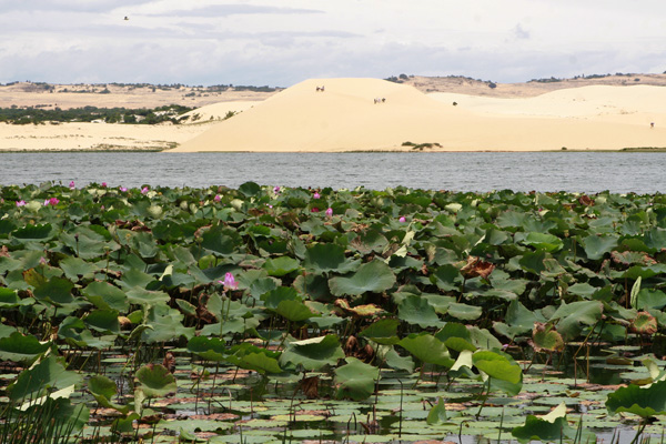 lang-man-bau-sen-phan-thiet-1