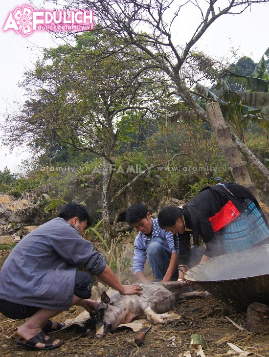 len-tay-bac-ngam-hoa-dao-khoe-sac-don-tet-nguoi-mong-9