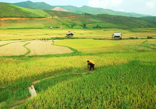 ngam-nac-thang-len-thien-duong-o-mu-cang-chai-7