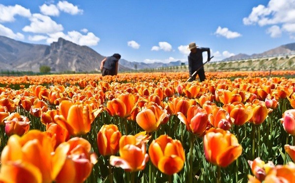 nhung-canh-dong-tulip-khong-den-tu-ha-lan-1