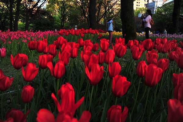 nhung-canh-dong-tulip-khong-den-tu-ha-lan-13