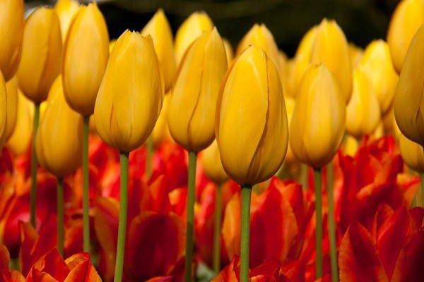 nhung-canh-dong-tulip-khong-den-tu-ha-lan-16