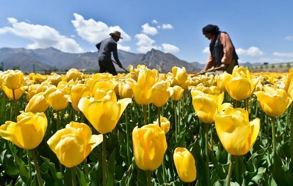 nhung-canh-dong-tulip-khong-den-tu-ha-lan-4