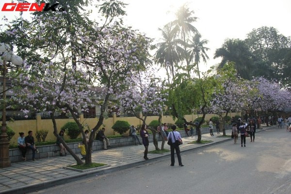 nhung-dia-diem-chup-hoa-tuyet-dep-o-ha-noi-trong-thang-ba-2