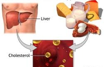 nhung-dieu-can-biet-ve-cholesterol-va-thai-phu-1