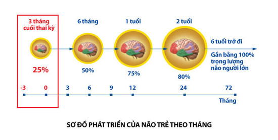 phat-trien-tri-nao-thai-nhi-quan-trong-buoc-khoi-dau-1