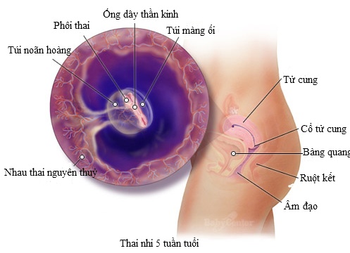 su-phat-trien-cua-thai-nhi-5-tuan-tuoi-1