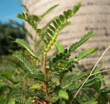 tac-dung-chua-benh-cua-cay-diep-ha-chau-cay-cho-de-2