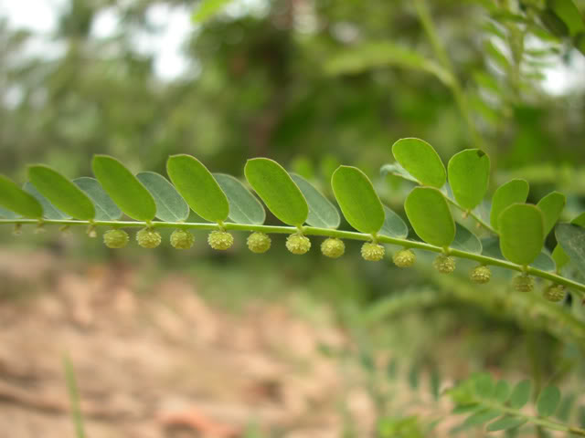 tac-dung-chua-benh-cua-cay-diep-ha-chau-cay-cho-de-3