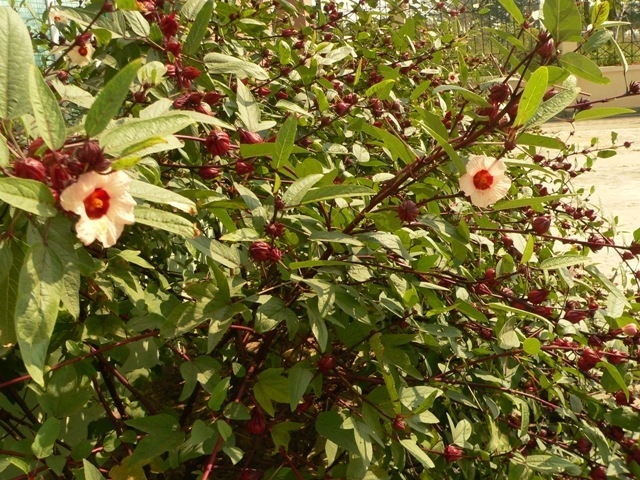 tac-dung-cua-hoa-hibiscus-1