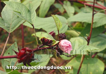 tac-dung-cua-hoa-hibiscus-7