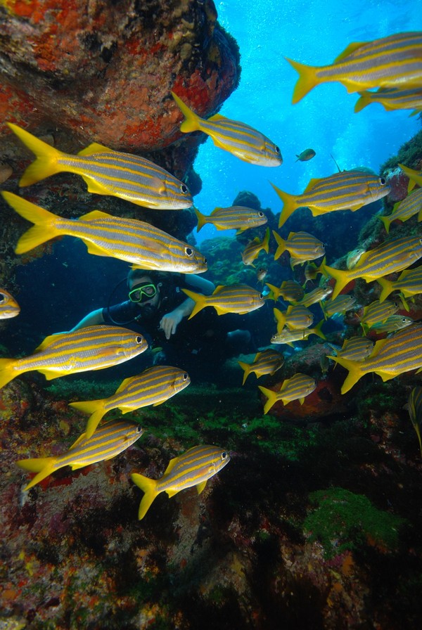 tham-quan-thien-duong-fernando-de-noronha-brazil-9