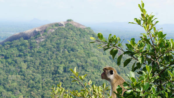 tham-quan-ve-dep-dao-sri-lanka-9