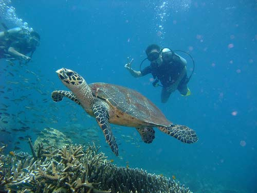 tho-mong-dao-rong-tioman-malaysia-5